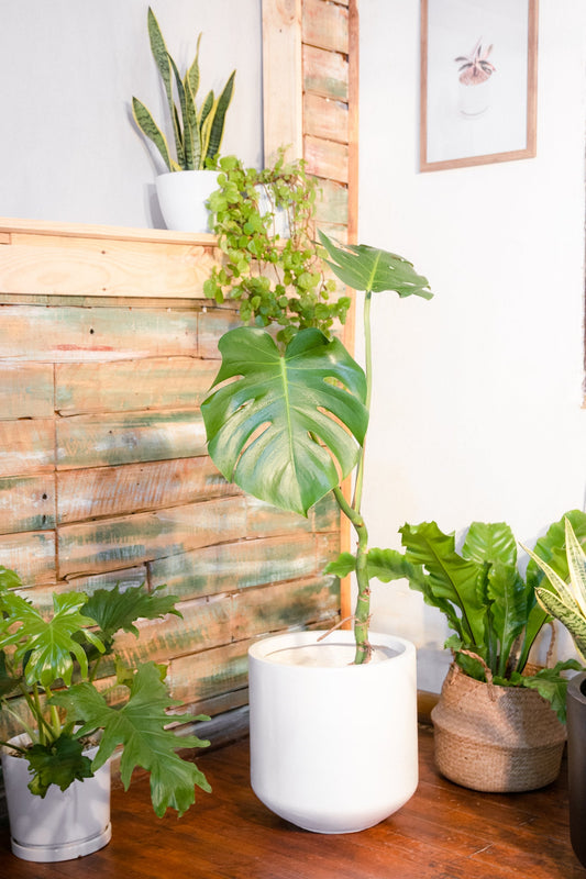 Macetero Sumatra 33x33cm (AND)