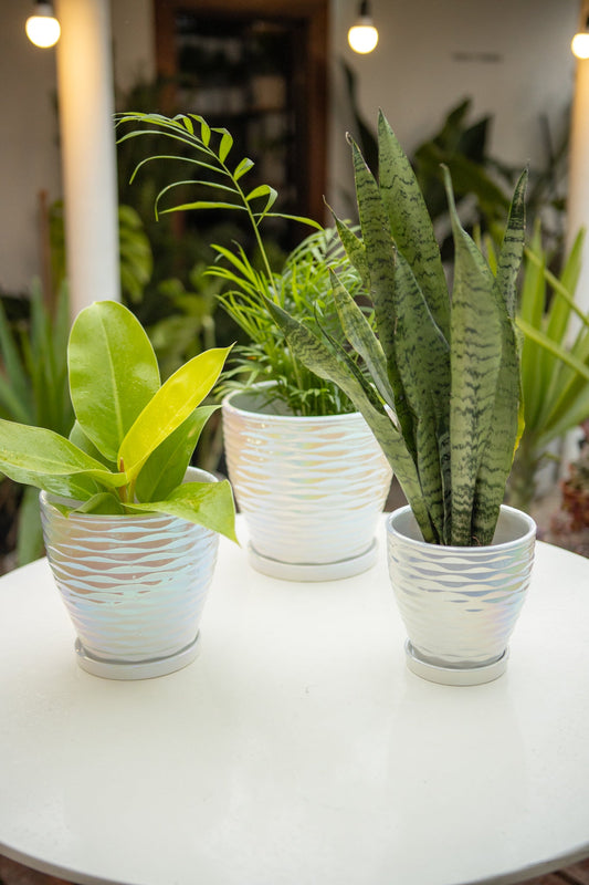 Macetero Cerámica Cromatica Blanca