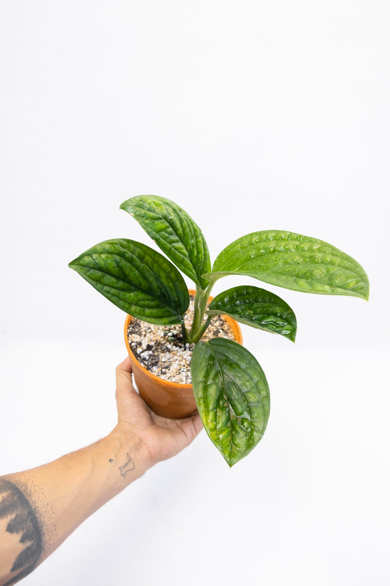 monstera planta trepadora Monstera Perú | Planta trepadora de hojas texturadas | Comprar