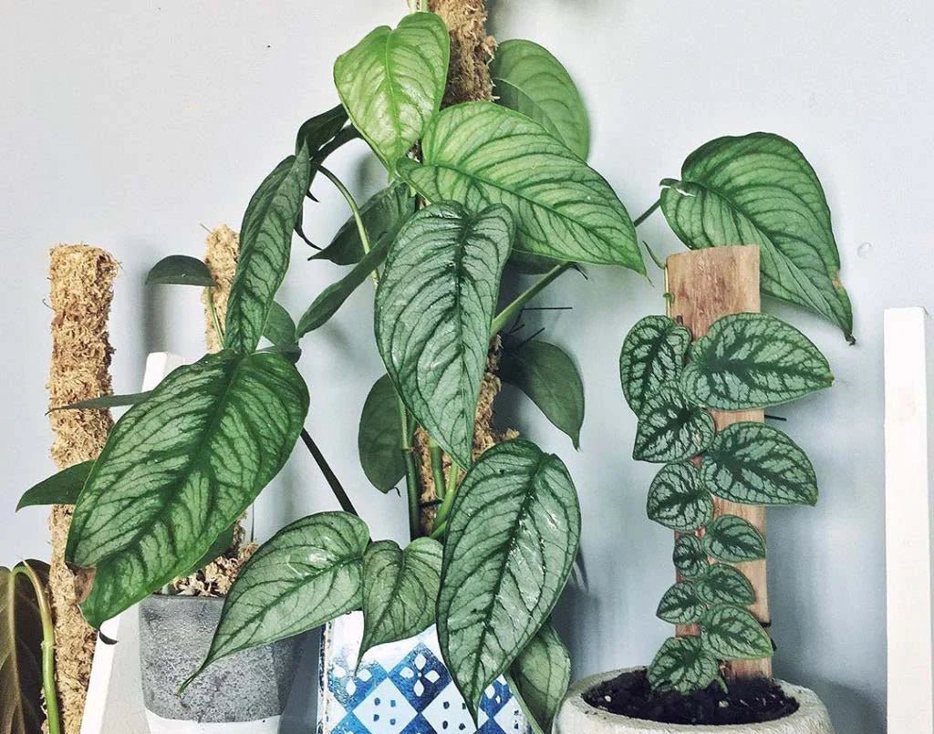 Monstera Siltepecana | Monstera plateada | Comprar | Kenaz Chile