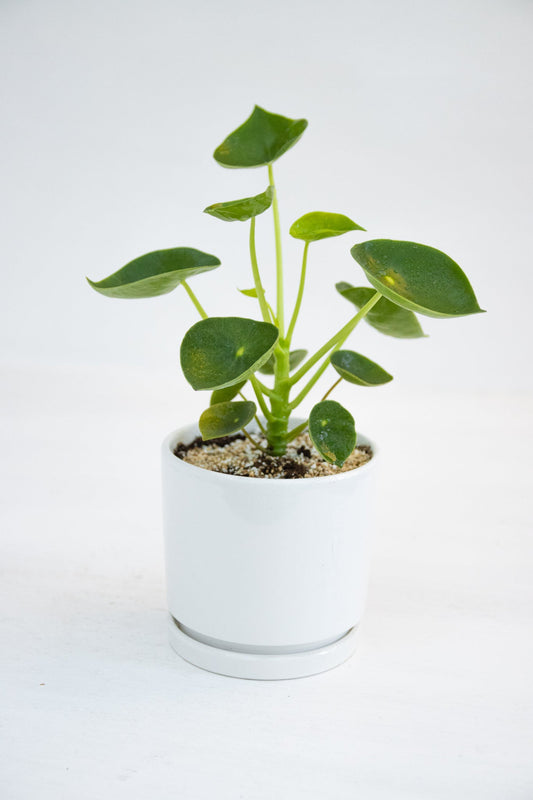 Peperomia Cucharita