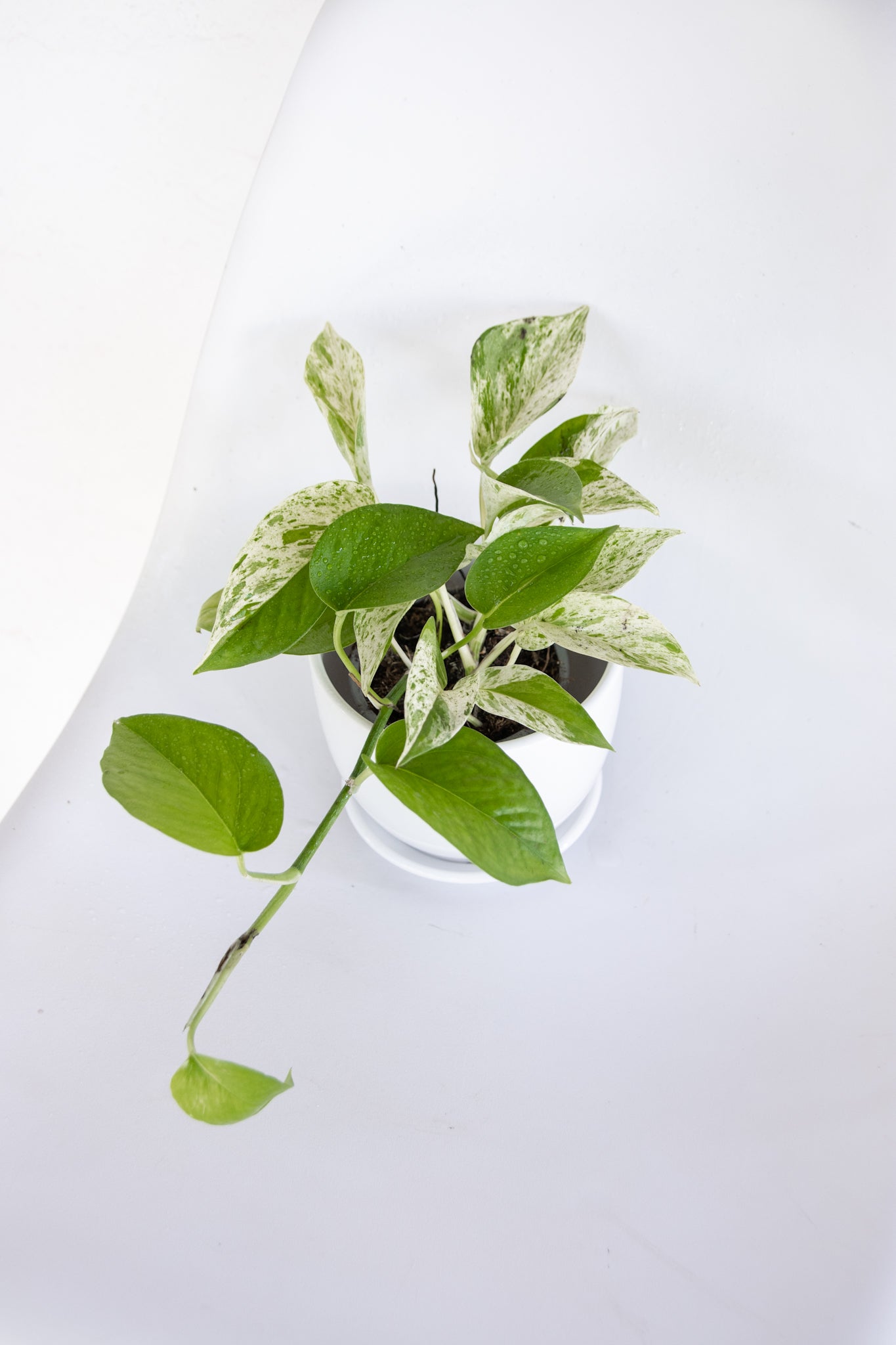 pothos marble queen cuidados Pothos Marble Queen | Planta variegada colgante | Comprar
