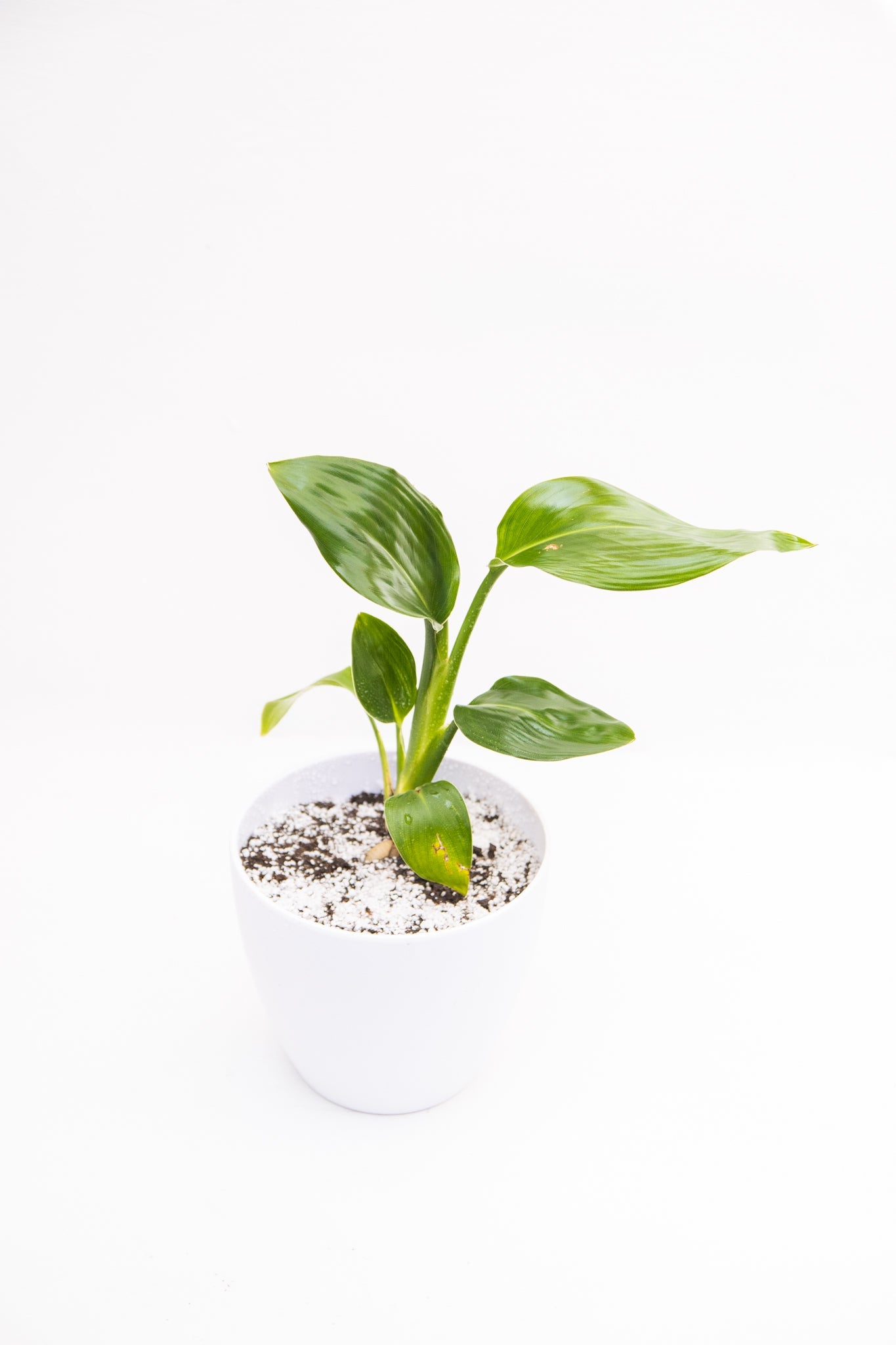 strelitzia mini Strelitzia | Flor del Pájaro del Paraíso | Comprar
