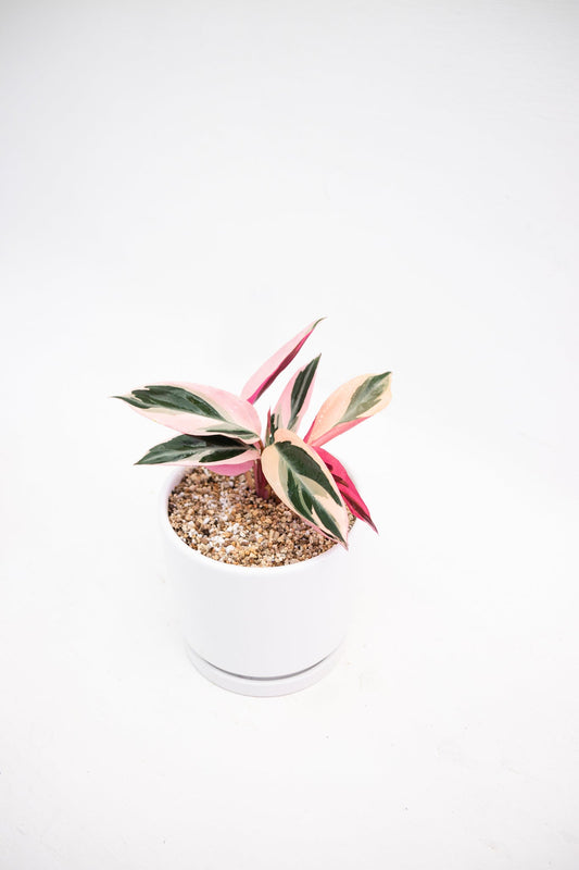 Stromanthe Sanguinaria - Calathea Tricolor - Kenäz