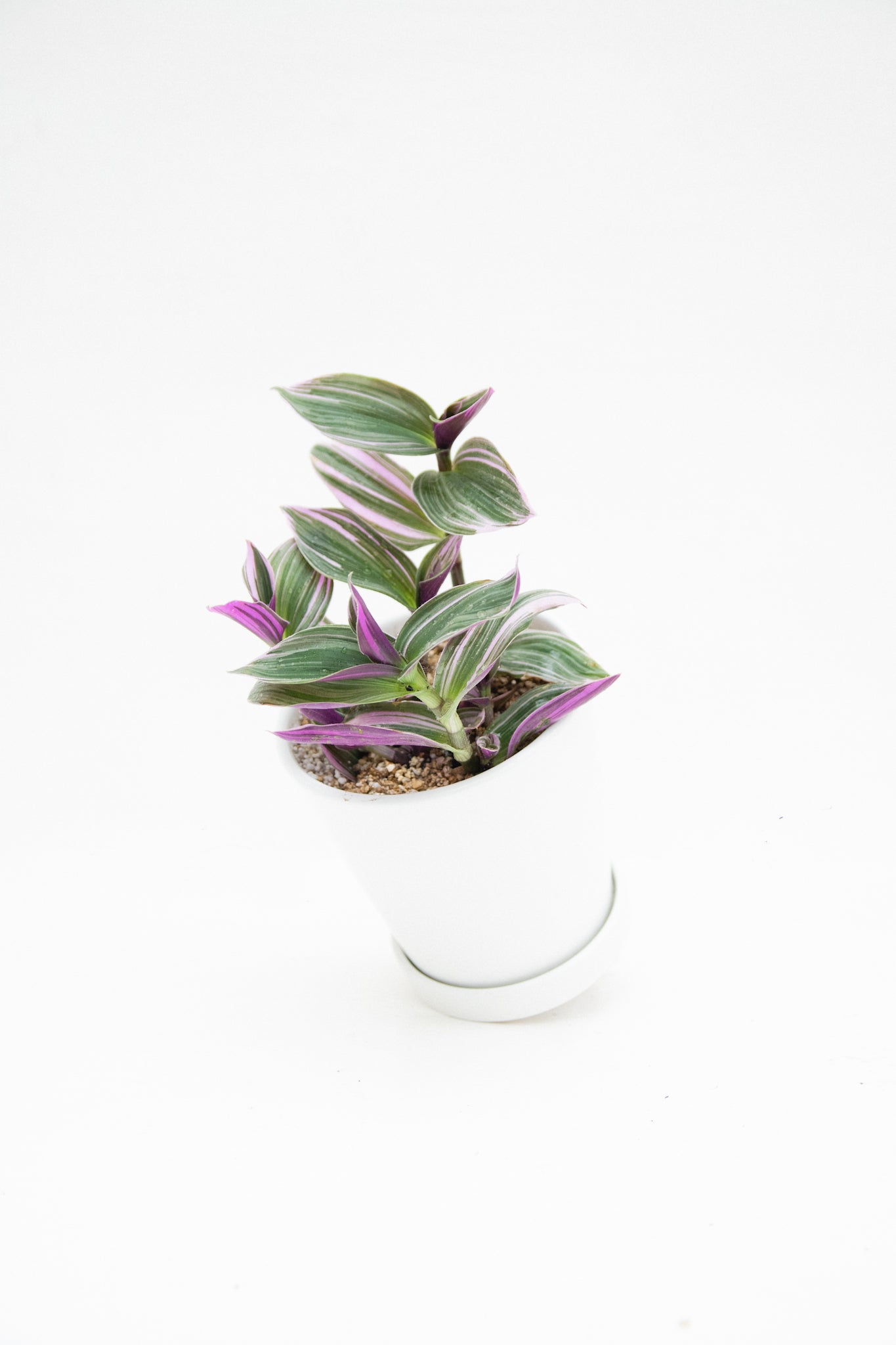 Tradescantia Pink - Recomendaciones, Cuidados y Beneficios.