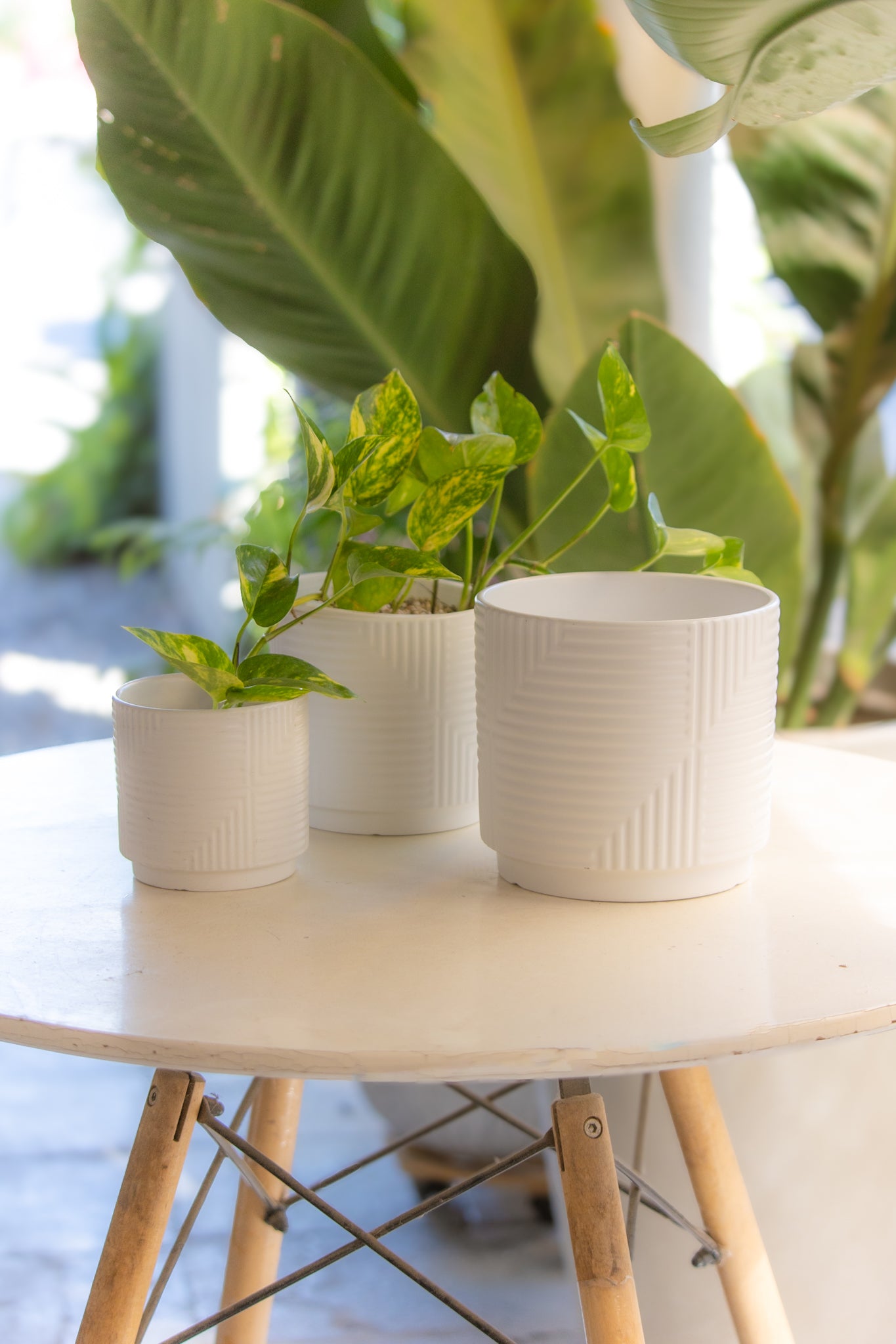 Plantas para Oficina – Página 3