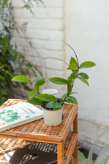 Hoya Carnosa Clepia
