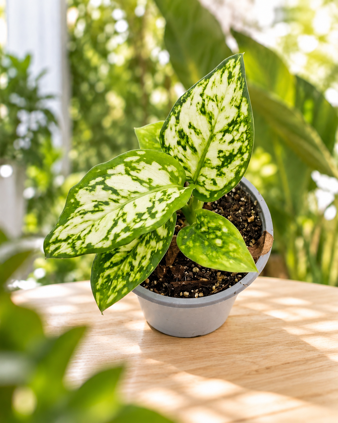 Aglaonema commutatum Eileen M11 en maceta