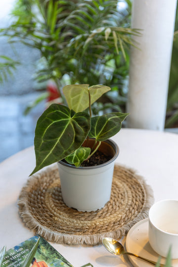 Anturios Cristalinum