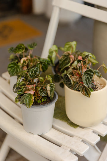 Peperomia Pink Lady