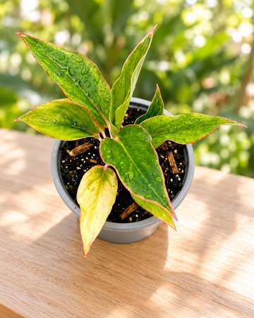 Aglaonema commutatum Sapphire M11 en maceta