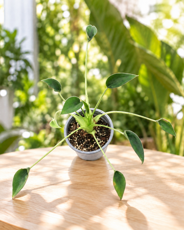 Alocasia tiny dancer M11 en maceta