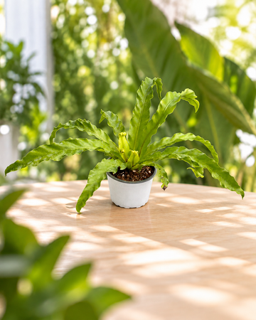Asplenium antiquum Osaka M11 en maceta
