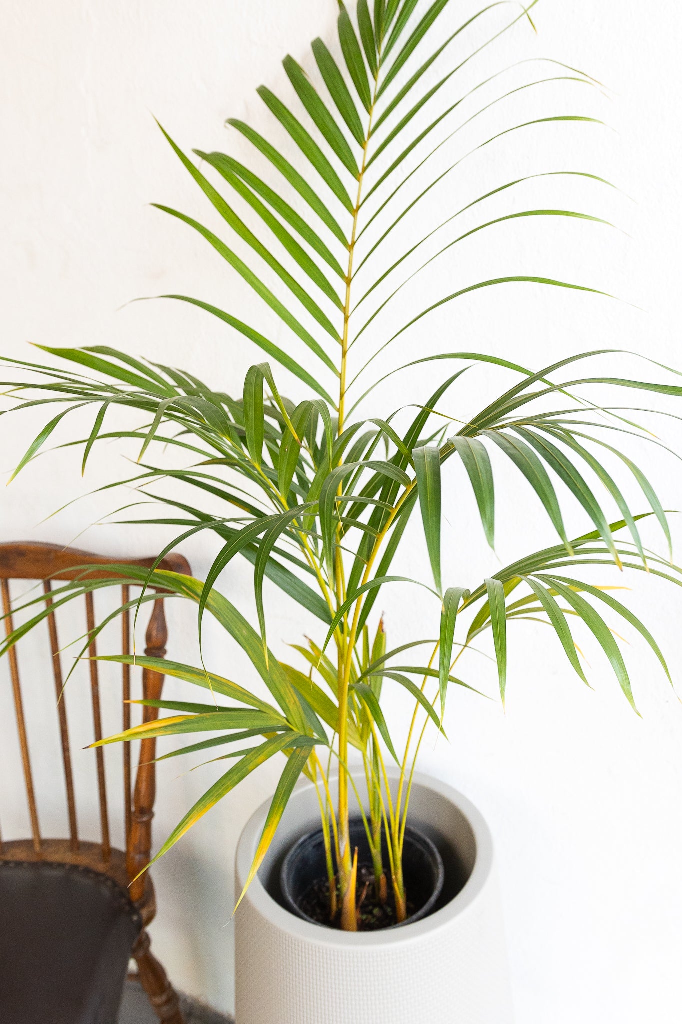 precio de palma areca Palmera Areca | Palmera de interior tropical | Comprar
