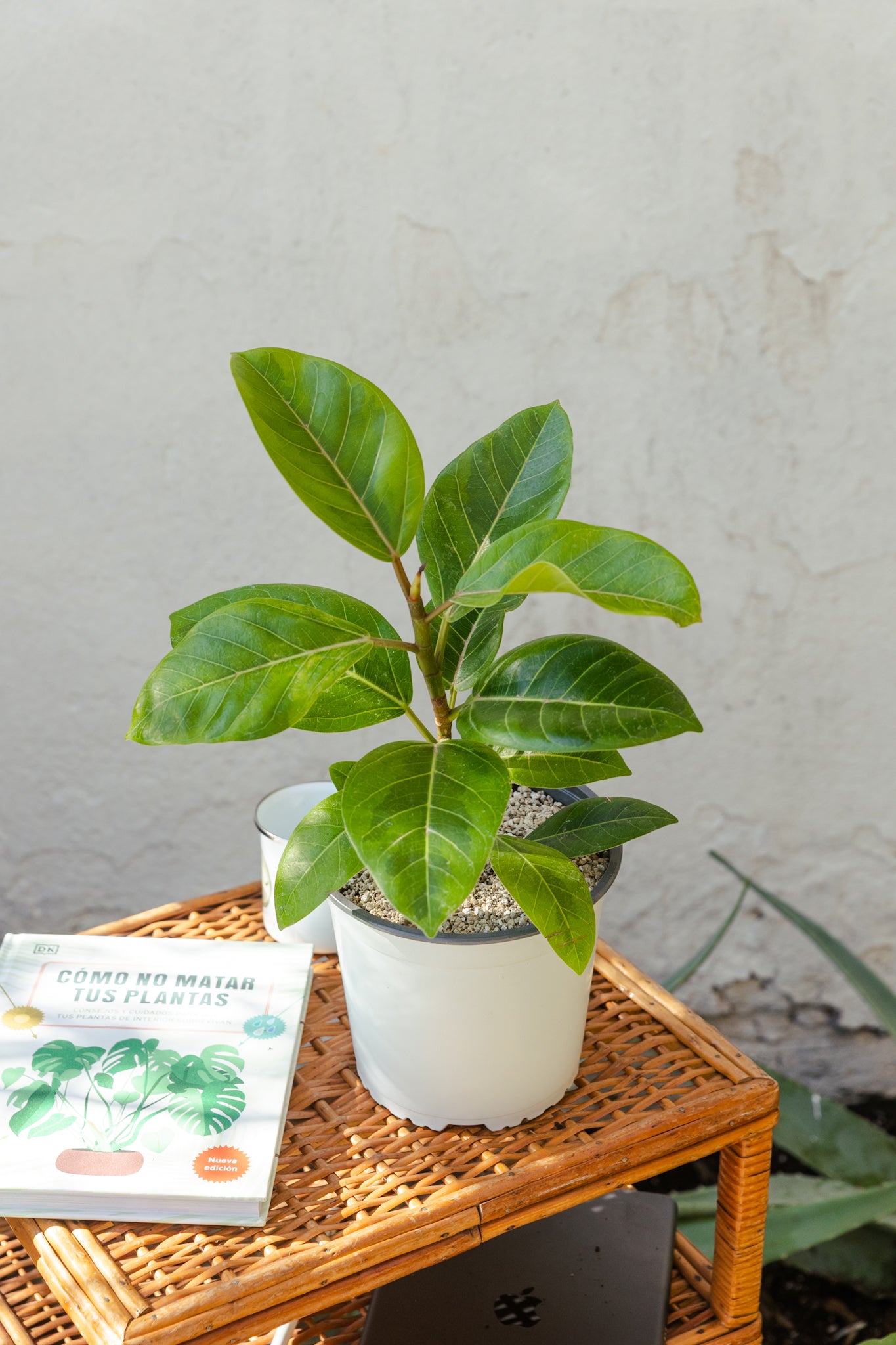 Ficus Altissima