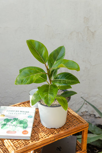 Ficus Altissima