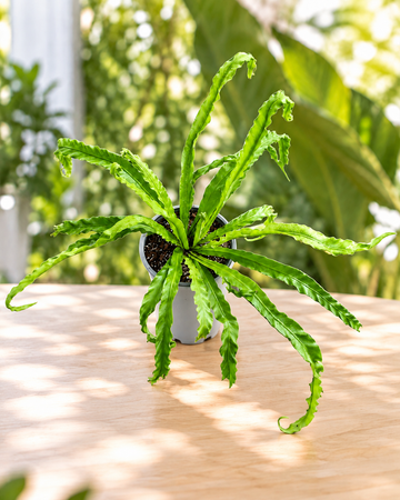 Asplenium antiquum Osaka M17 en maceta