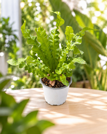 Asplenium nidus crispy wave M11 en maceta