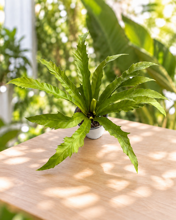 Asplenium nidus venus M11 en maceta