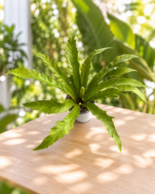 Asplenium nidus venus M11 en maceta