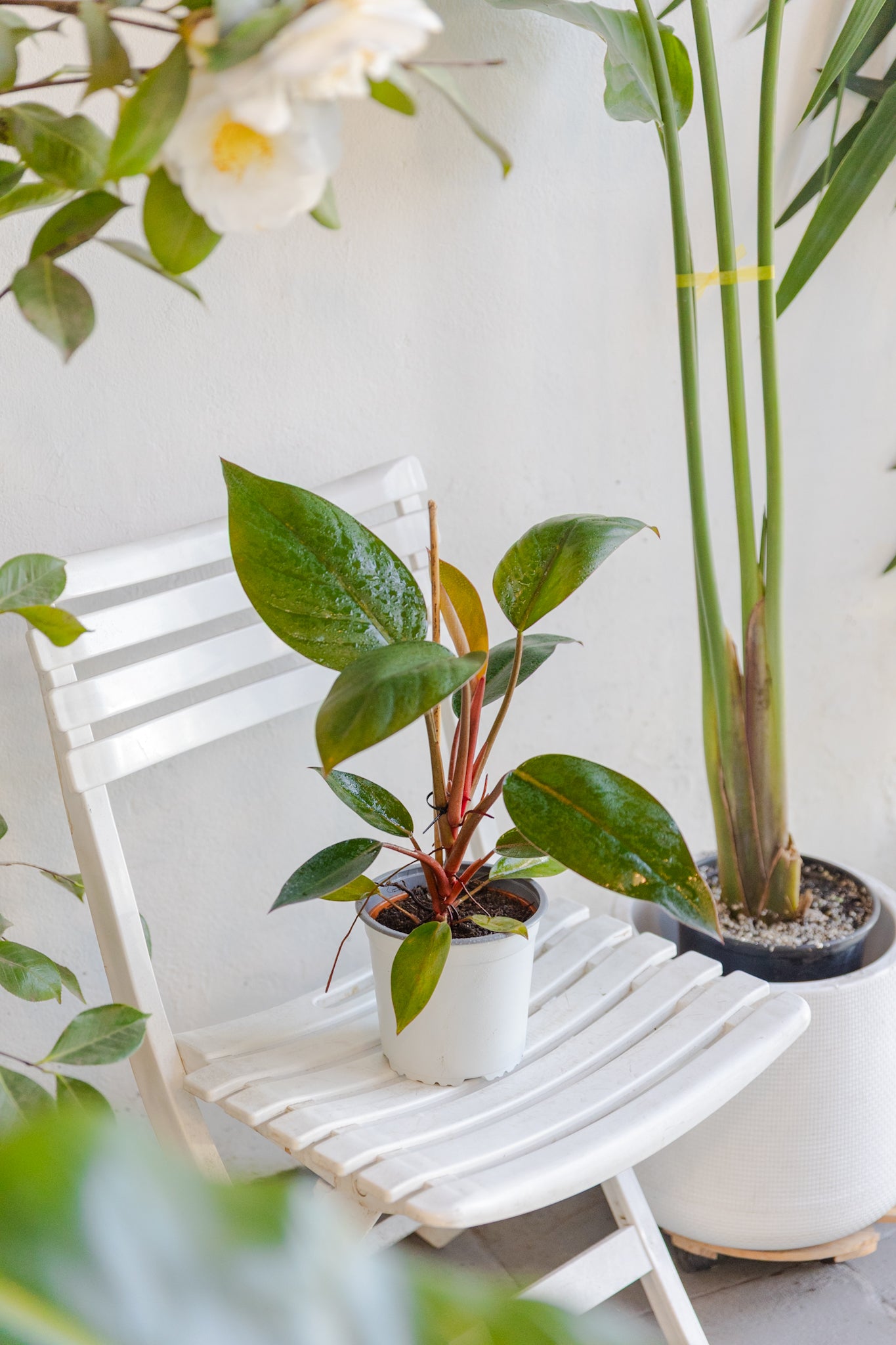 Philodendron Imperial Congo Red