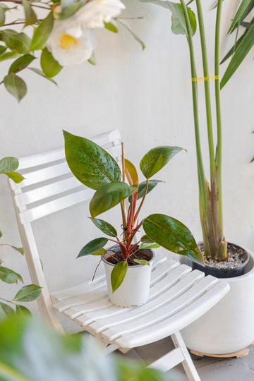 Philodendron Imperial Congo Red