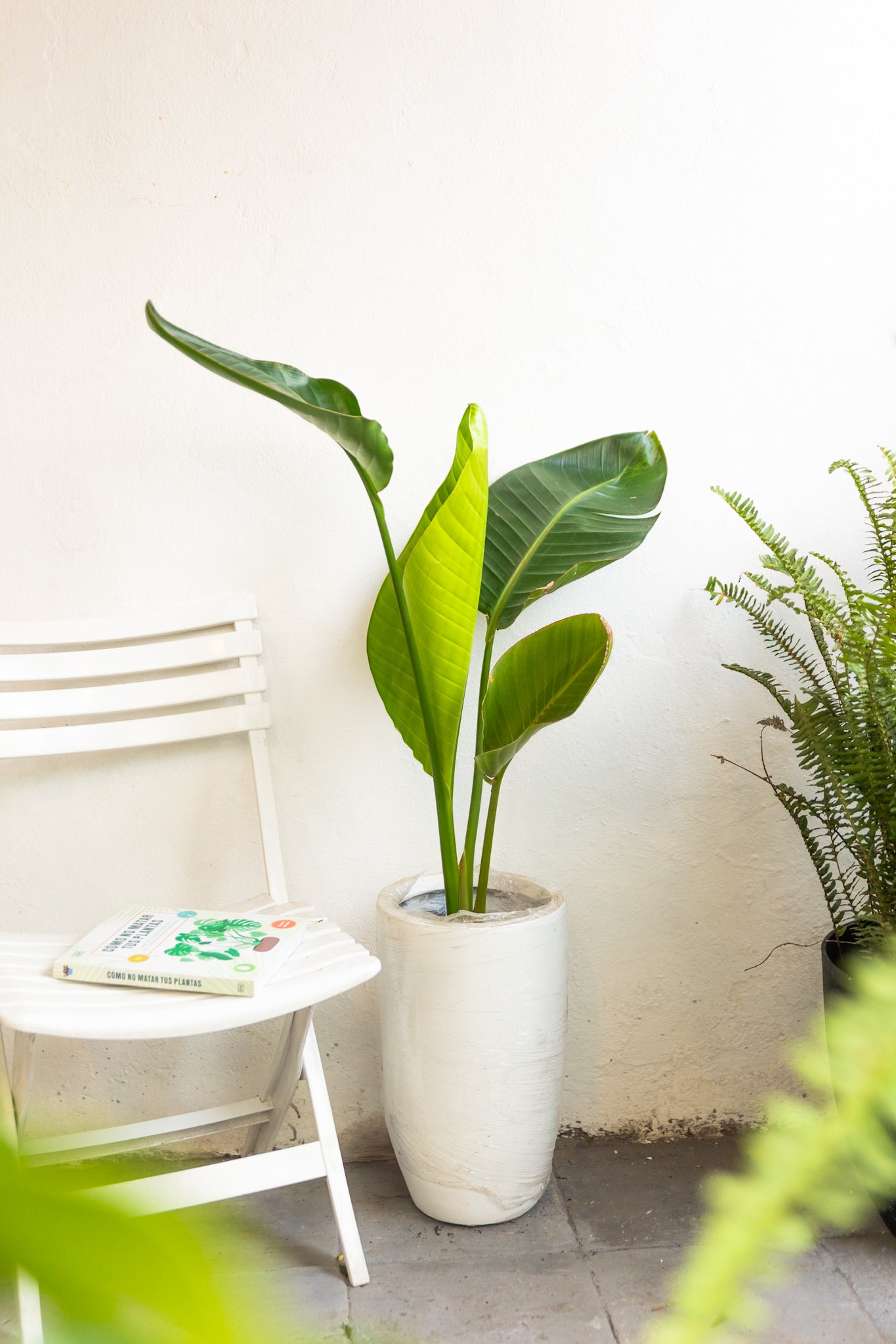 Strelitzia Nicolai | Palmera tropical XL | Comprar