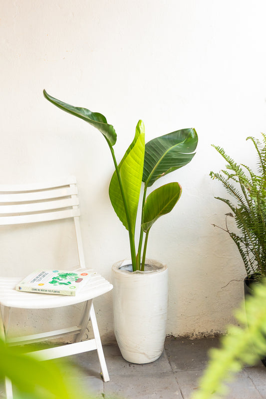 Strelitzia Nicolai