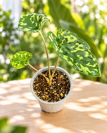 Caladium hilo beauty M11 en maceta