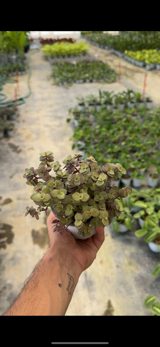 Callisia Golden