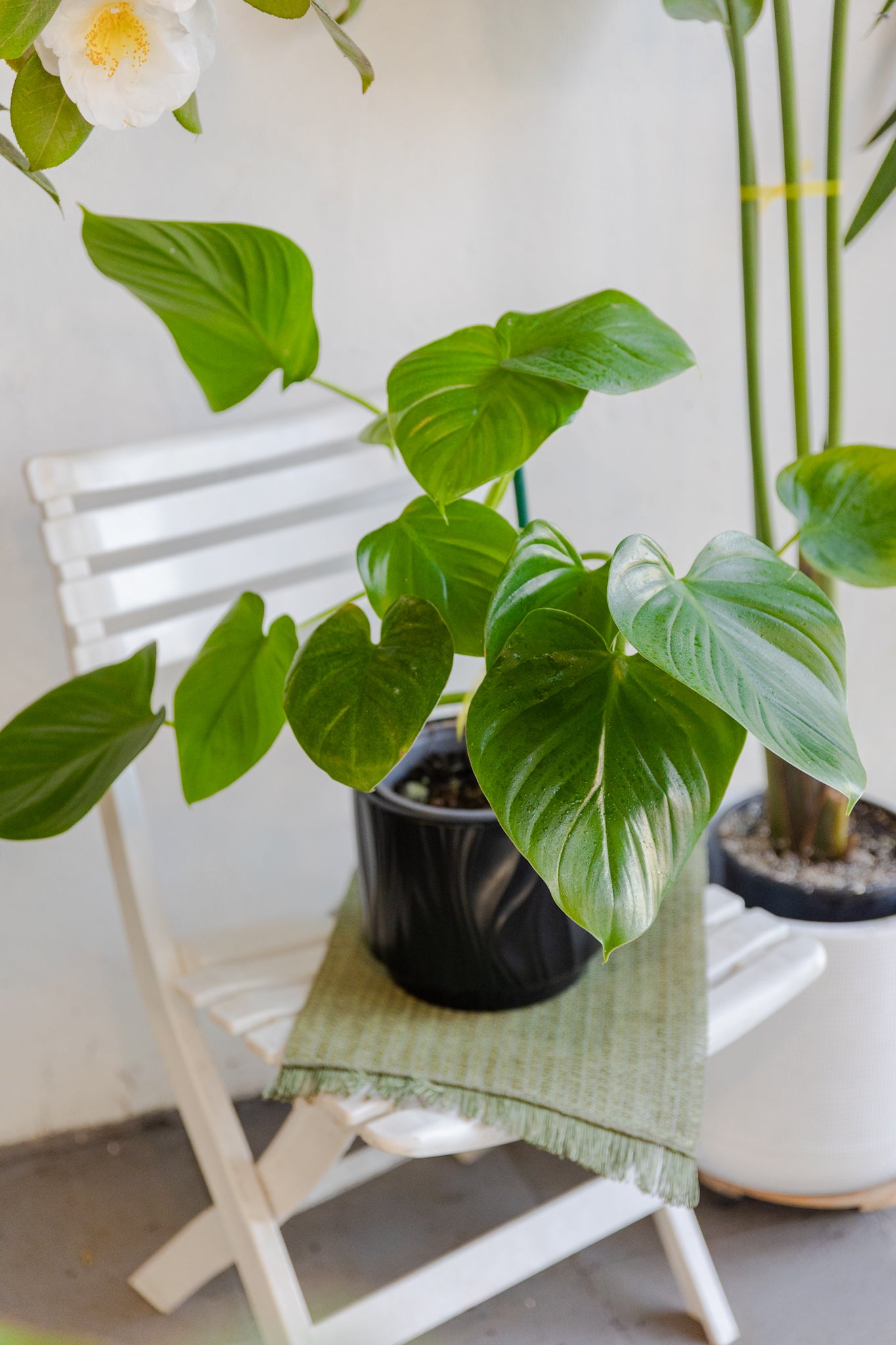philodendron fragans Filodendro Fragans Heart | Filodendro exótico de hojas corazón