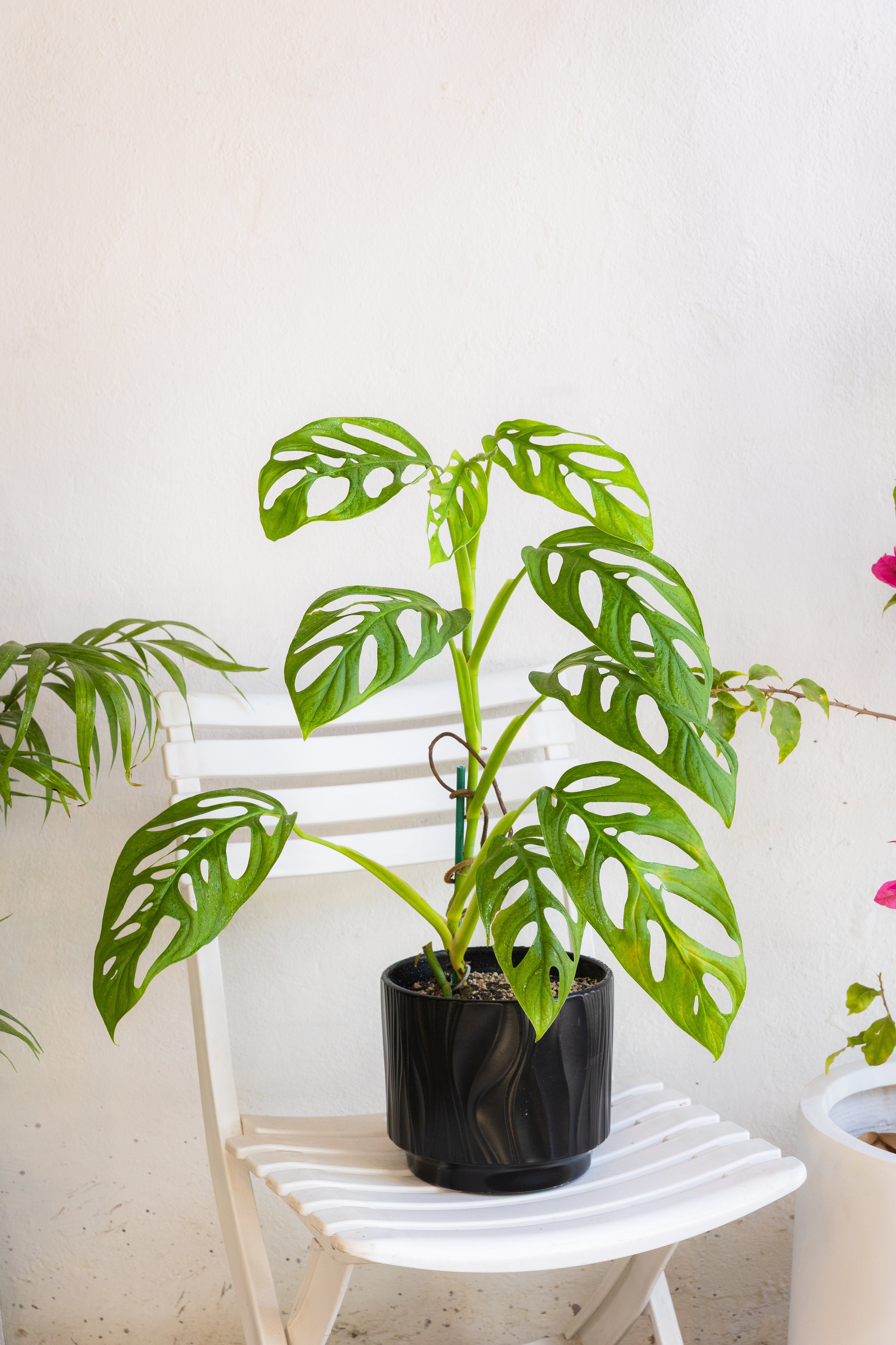 planta monstera adansonii Monstera Adansonii Esqueleto | Planta exótica | Comprar