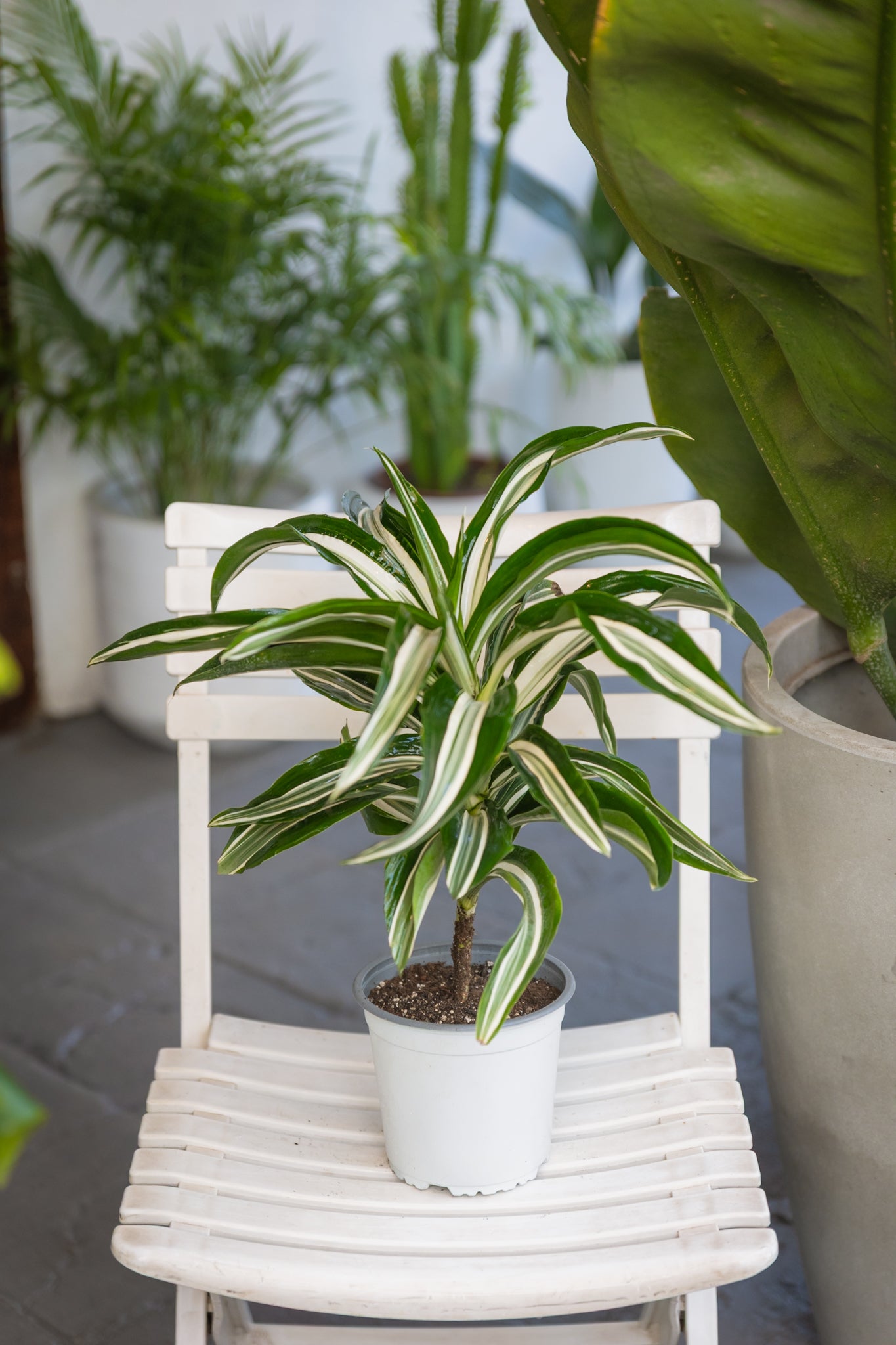 Dracena Helicoidal | Árbol de interior trenzado | Comprar
