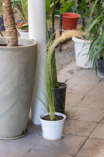 Stipa