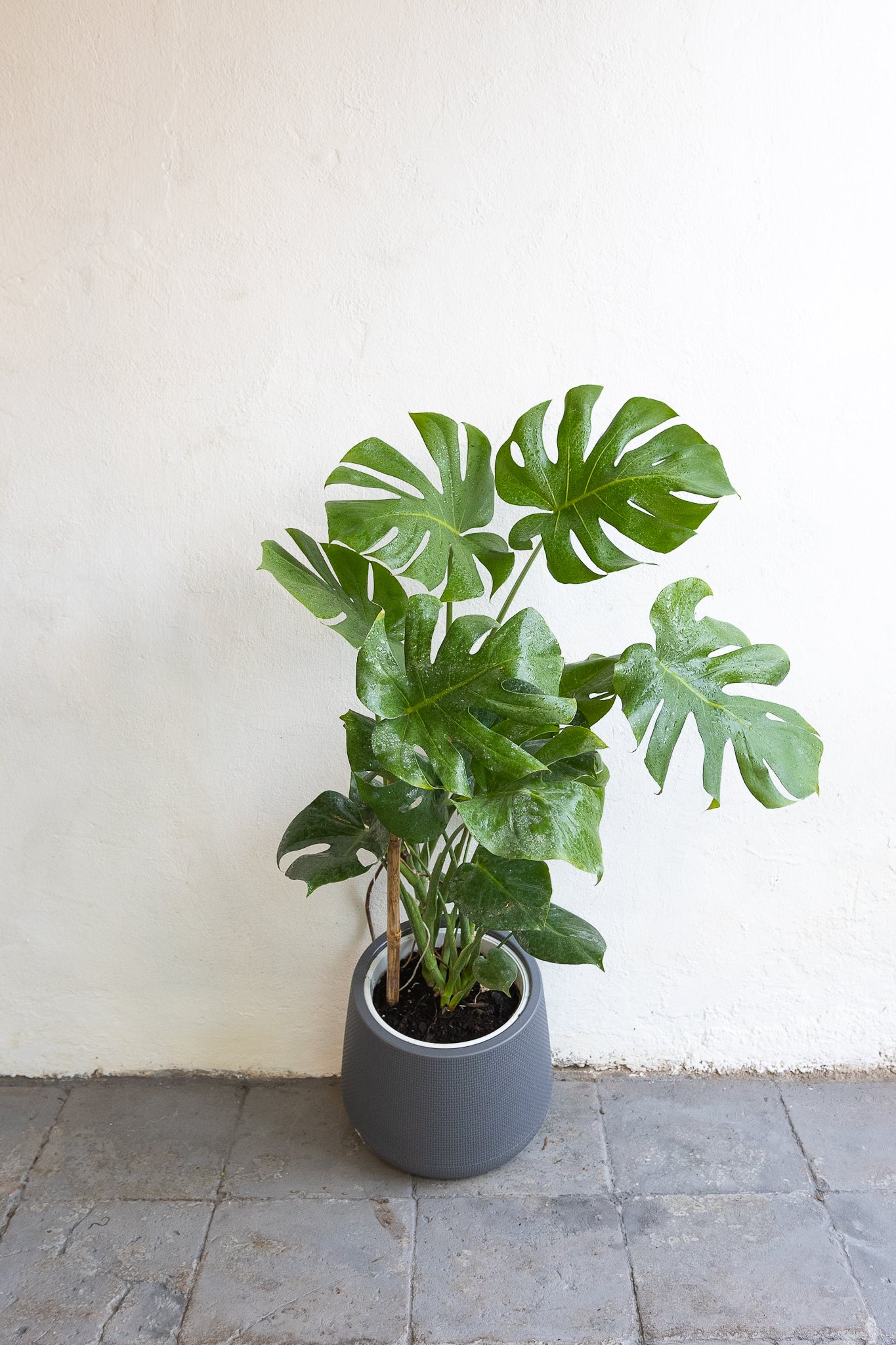 monstera deliciosa chile Monstera Deliciosa | Planta de interior | Comprar · Envío Chile