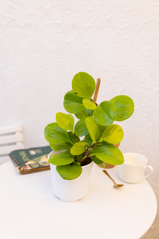 Peperomia Obtusifolia Lemon