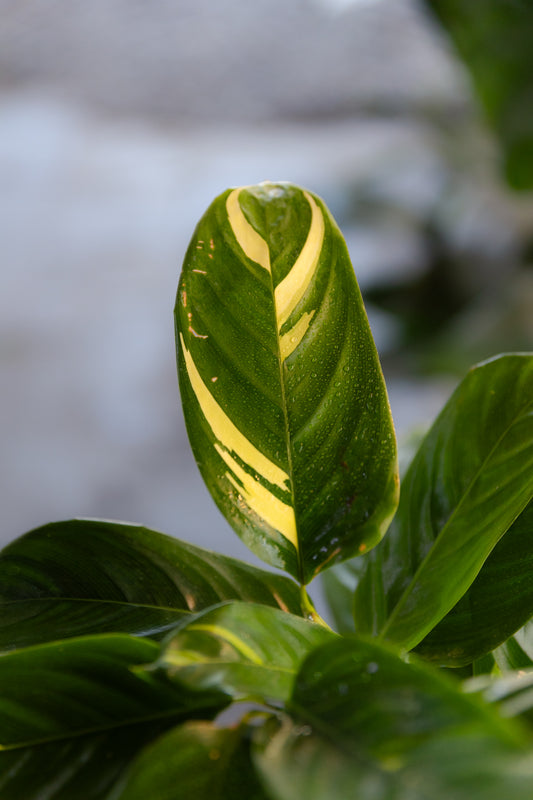 Maranta Lubbersiana