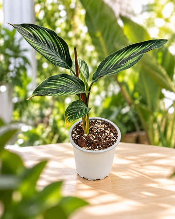 Calathea ornata beautiful star M9 en maceta