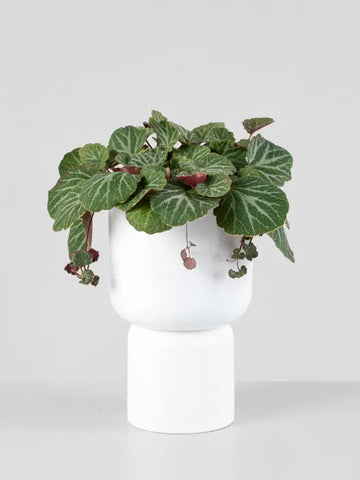 Saxifraga Stolonifera