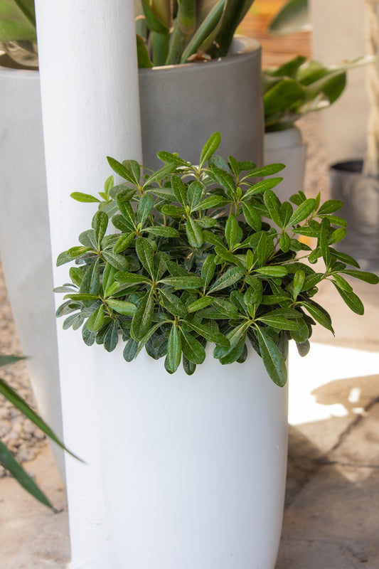 Pittosporum