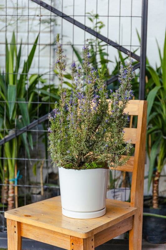 Lavanda
