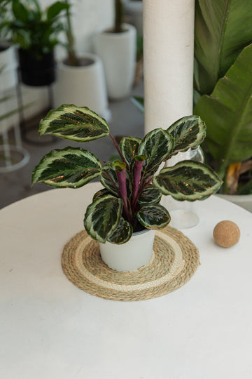 Calathea Jungle Rose