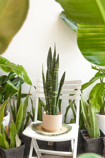 OFERTA Sansevieria Black Coral XL