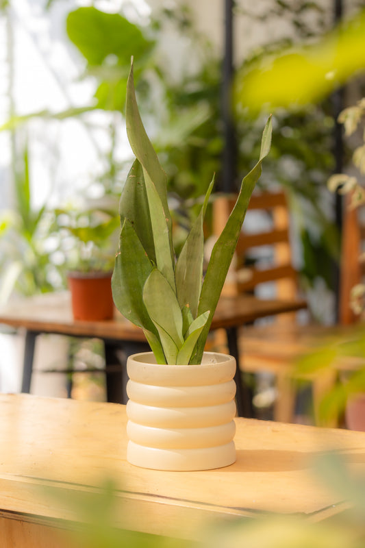 Sansevieria Moonshine