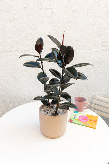 Ficus Burgundy Gomero