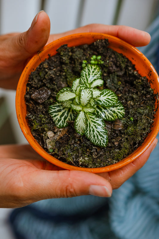 Fittonia
