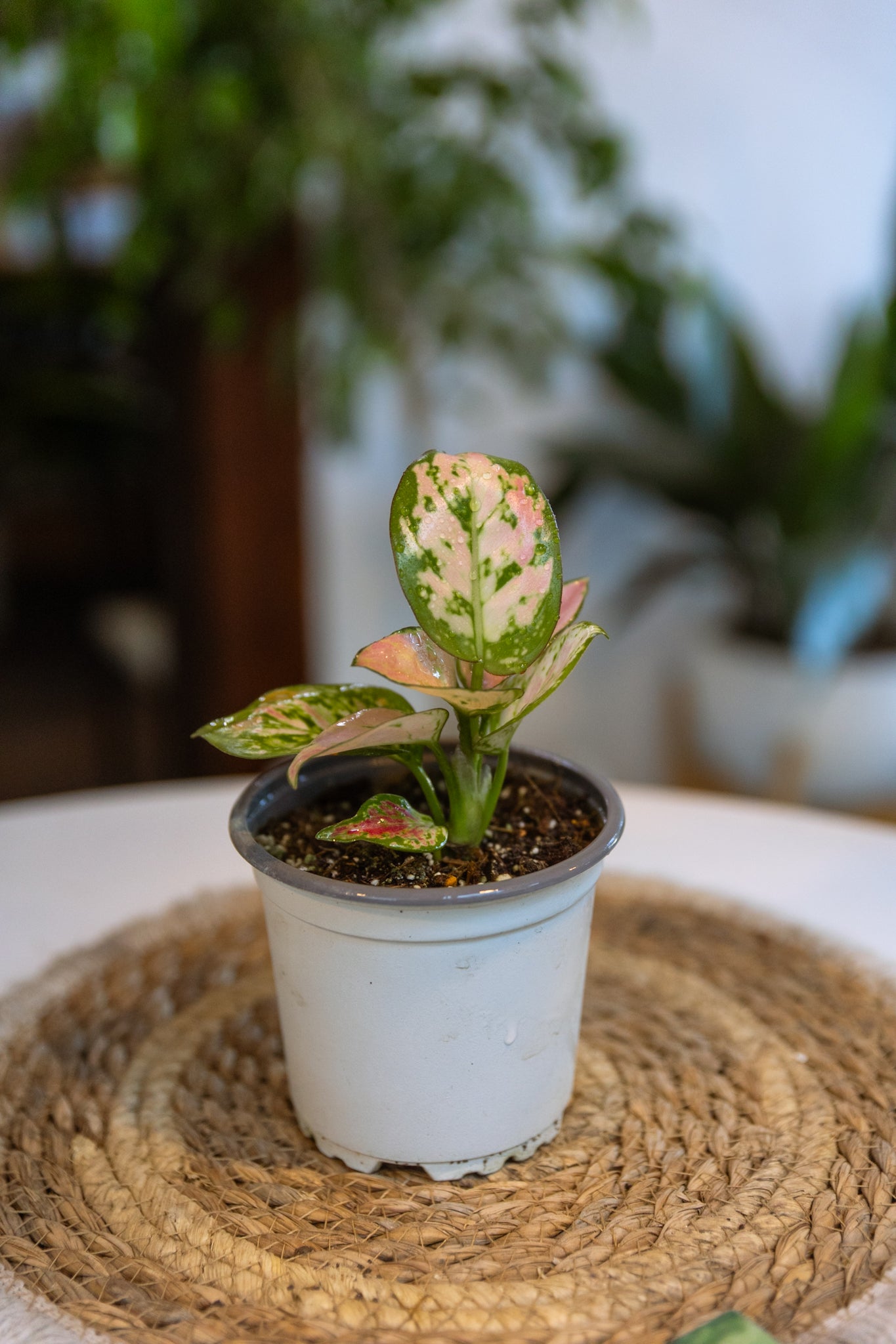 Aglaonema Auspicious Red