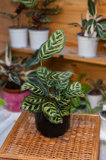 Calathea Makoyana