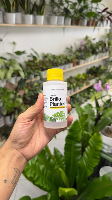 Brillo para Plantas Kenäz