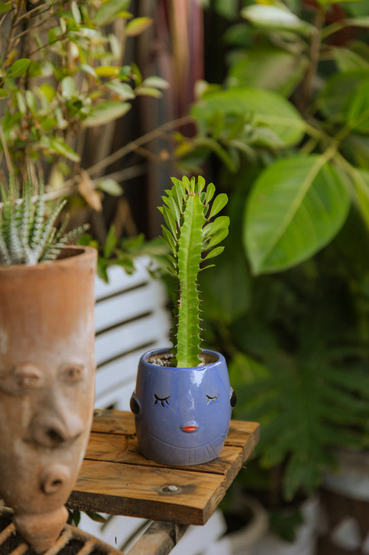 Baby Cactus Euphorbia